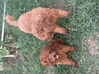 OYUNCAK BOY KORE TOY POODLE BEBEKLER