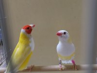 Golden finch