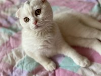 Scottish fold 3 aylık erkek karneli