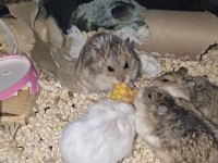 GONZALES HAMSTER