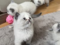 British shorthair blue point