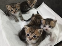 Ücretsiz sahiplendirme kediler