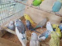 Yavru Alıştırmalık Muhabbet Kuşları