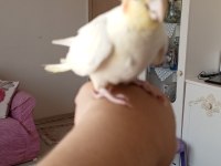 8 aylık evcil lutino sultan papağanı