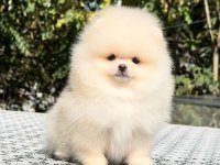 Irkının En Güzel Yavrusu 2.5 Aylık Pomeranian Boo
