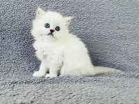 British Longhair Ve Scottish Yavrular Özel Kalite