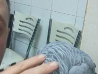 Full evcil jako papağanı