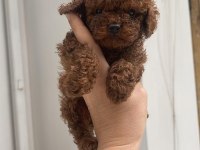 Poodle köpekler