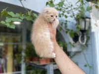 Teslime hazır golden scottish fold erkekler