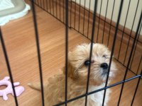 DİŞİ MALTİPOO YAVRUSU 2.5 aylık