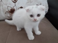 2 aylık safkan scottish yavrular yuvasına gitmeye hazır