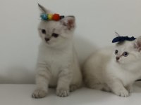 Ücretsiz british shorthair sahiplendirme