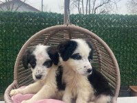 Zeka küpü border collie