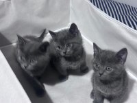 Safkan Russian Blue yavrular rezerveye açık