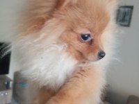 4 aylık pomeranian yer dolayısından vereceğim