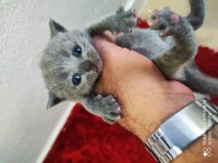 British shorthair 26 günlük yavrular