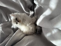 British longhair yavru kedim