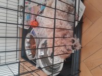 ORJİNAL POMAPOO AŞILI KARNELİ