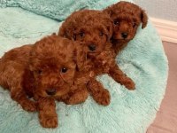 KG GARANTİLİ TOYPOODLE YAVRULAR HER YERE GÖNDERİLİR