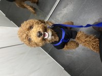 Köpeğimiz Nabi yuvasını arıyor