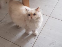 Ponçiğim scottish fold