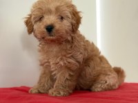 TATLI MİNİK MALTİPOO YAVRULAR