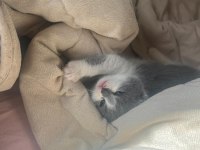 Bicolor ve düz gri orjinal kediler