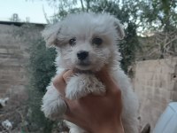 Yavru Terrier Köpeğimiz