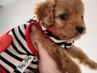 9 haftalık yavru maltipoo