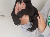 DEV CANE CORSO YAVRULARI
