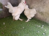 3 aylık 3,5 aylık civarında osmanlı sultan yavruları