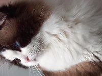 TR EN YAKIŞIKLISI RAGDOLL