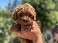 3 AŞILI TOY POODLE