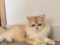 British Longhair 5 Aylık Ny12 Erkek