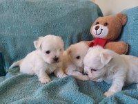 Kore maltese bebekler