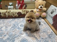POMERANİAN IRKININ EN İYİLERİNİ İSTEYENLERE