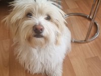 Maltese terrier aşıları çipi karnesi herşeyi tamam