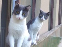 BAHÇELİ EV İÇİN KEDİMİZİ SAHİPLENDİRME