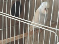 Jumbo Show jumbo muhabbet kuşları mevcuttur yavru ve çift