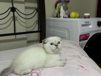 Safkan Minnak Scottish Fold Kızım