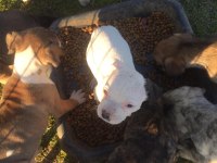 1 aylık yavrular yeni sahiplerini bekliyor presa canario