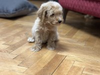 DEV POODLE YAVRULARI