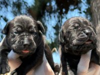 Cane corsa alan koruma köpeği yavruları 