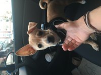 Safkan Orjinal Pinscher