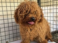 3 Yaşında Erkek Tecrübeli Toy Poodle