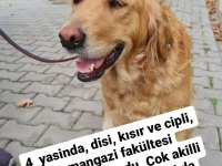 Ücretsiz takip şartıyla sahiplendirilecek golden retriever