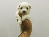 Maltipoo ve maltese yavrularım ırk garantili