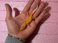 Leopard Gecko Garantili Morph