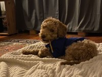 6 aylık top poodle