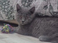 British shorthair acil gri kedimiz